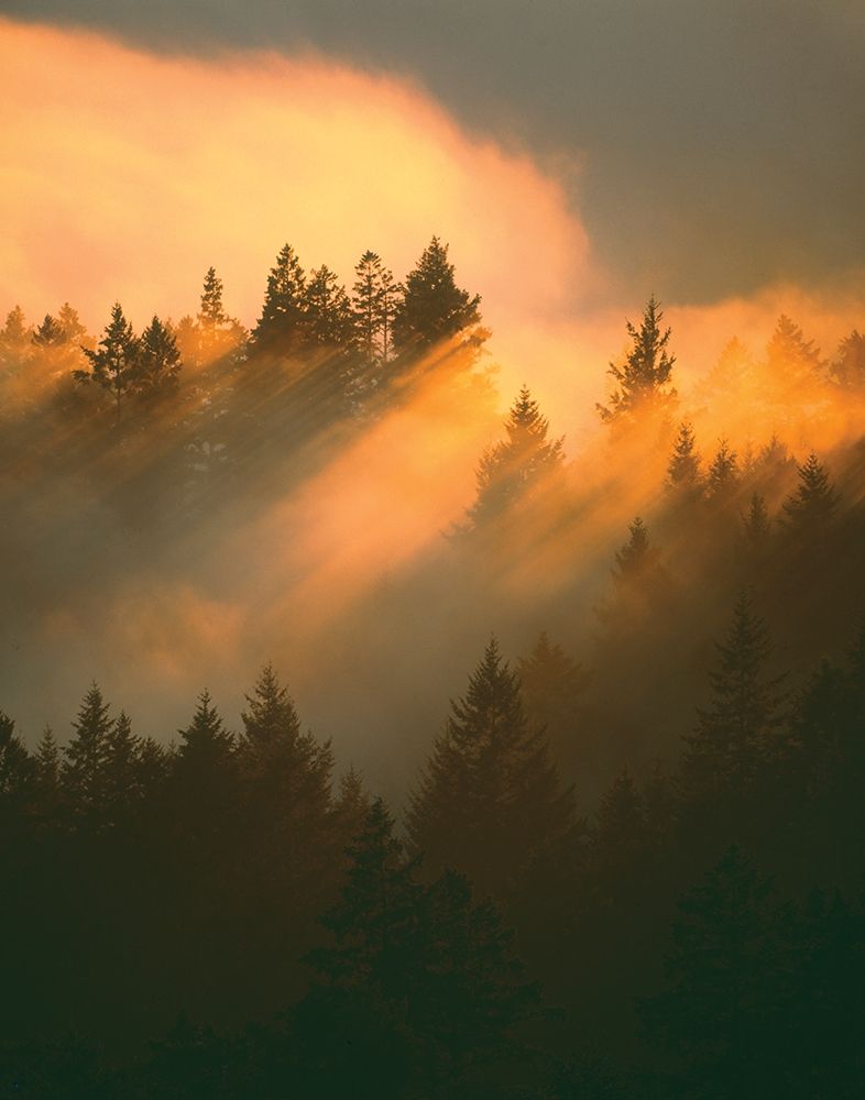 Wall Art Painting id:189853, Name: Morning Amber, Artist: Delimont, Danita