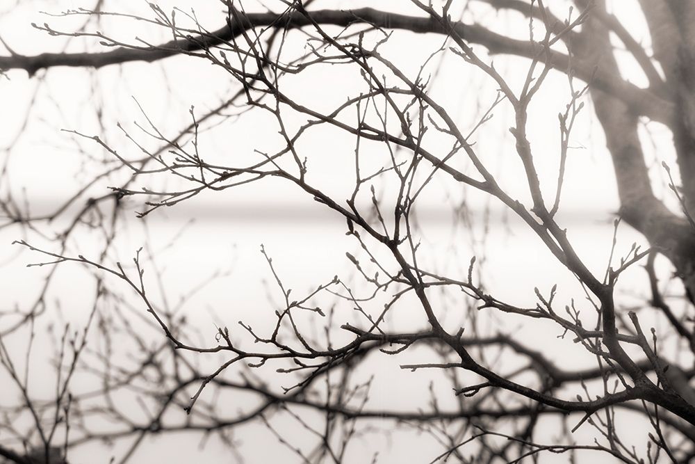 Wall Art Painting id:189860, Name: After the Rain, Artist: Delimont, Danita