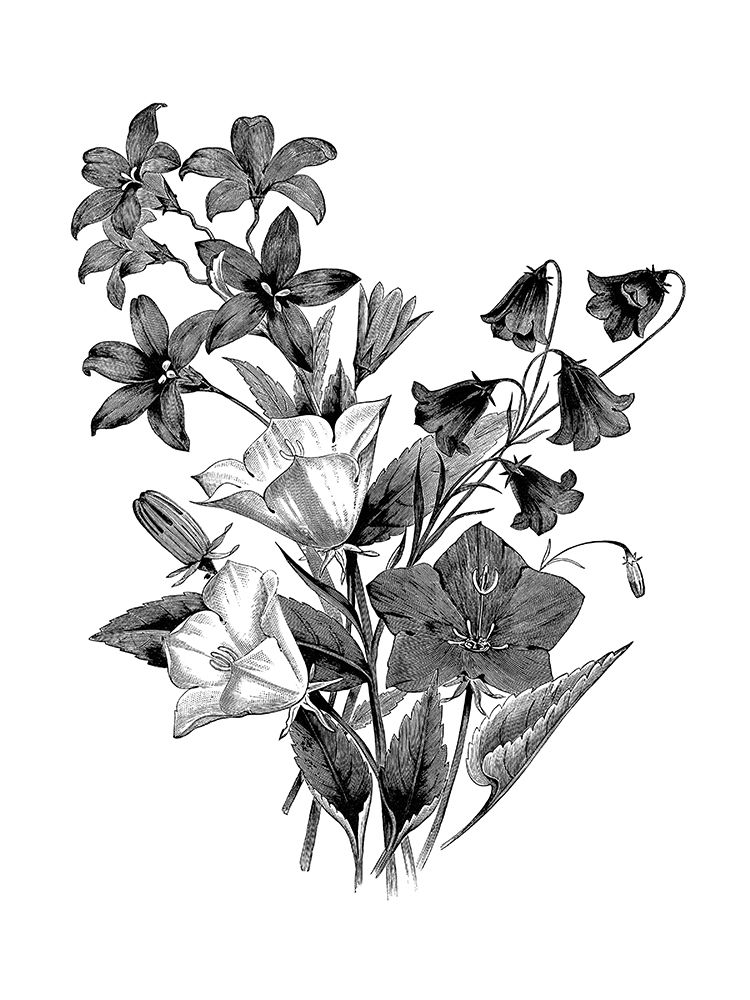 Wall Art Painting id:189896, Name: Botanical Black and, Artist: Donovan, Kelly