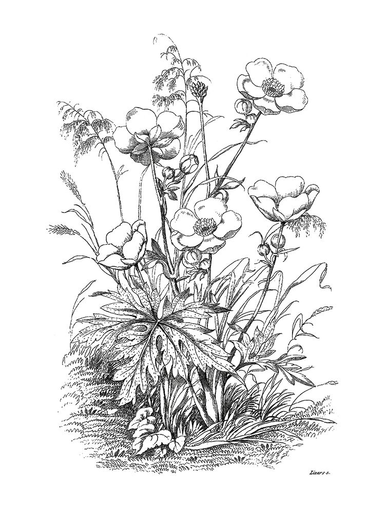 Wall Art Painting id:189898, Name: Botanical Black and, Artist: Donovan, Kelly