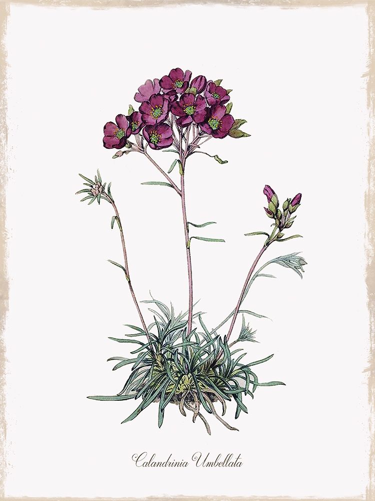 Wall Art Painting id:194243, Name: Botanical, Artist: Donovan, Kelly