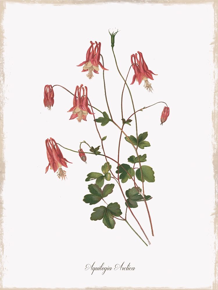 Wall Art Painting id:194245, Name: Botanical Columbine, Artist: Donovan, Kelly