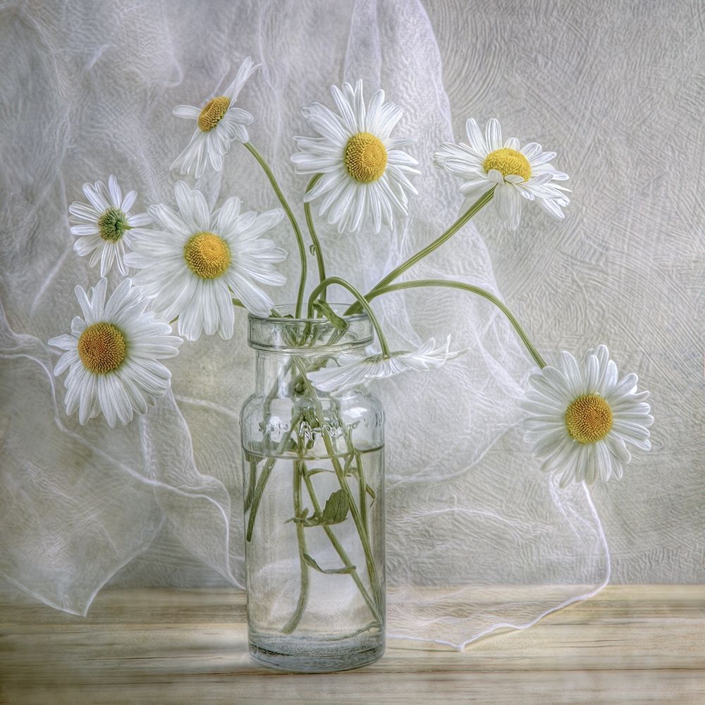 Art Print: Daisies