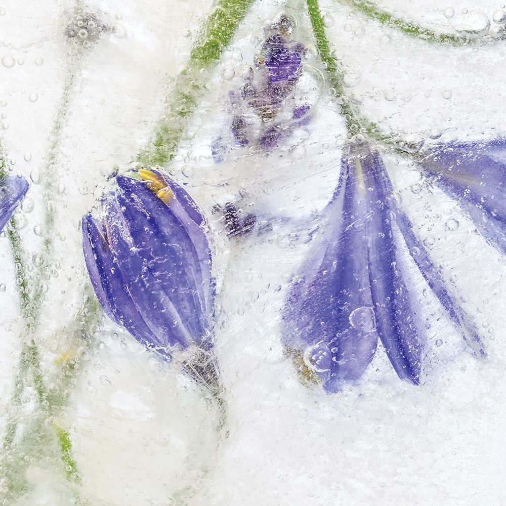 Art Print: Frozen Floral III