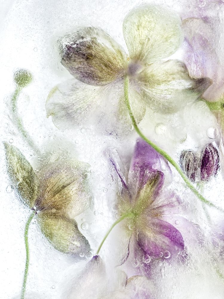 Wall Art Painting id:208422, Name: Frozen Floral IV, Artist: Disher, Mandy
