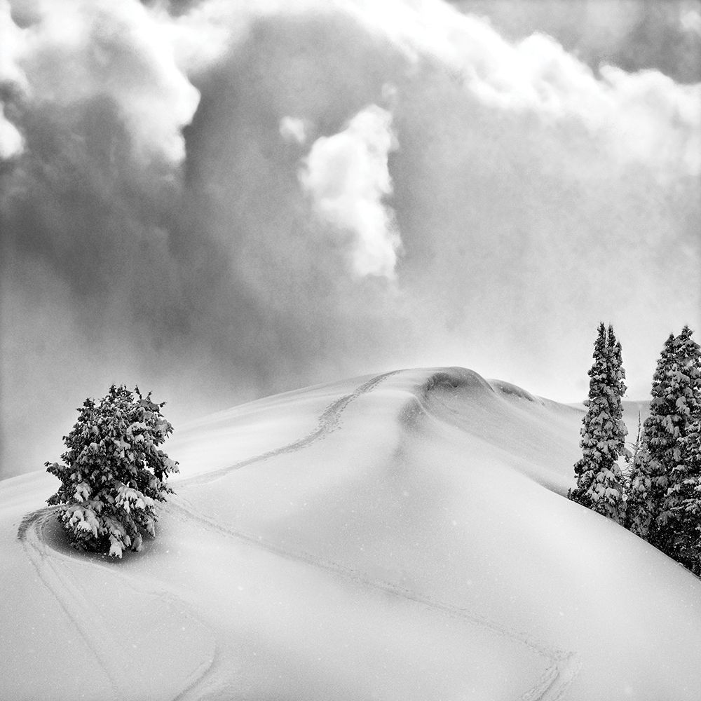 Wall Art Painting id:208568, Name: Fresh Powder, Artist: Delimont, Danita