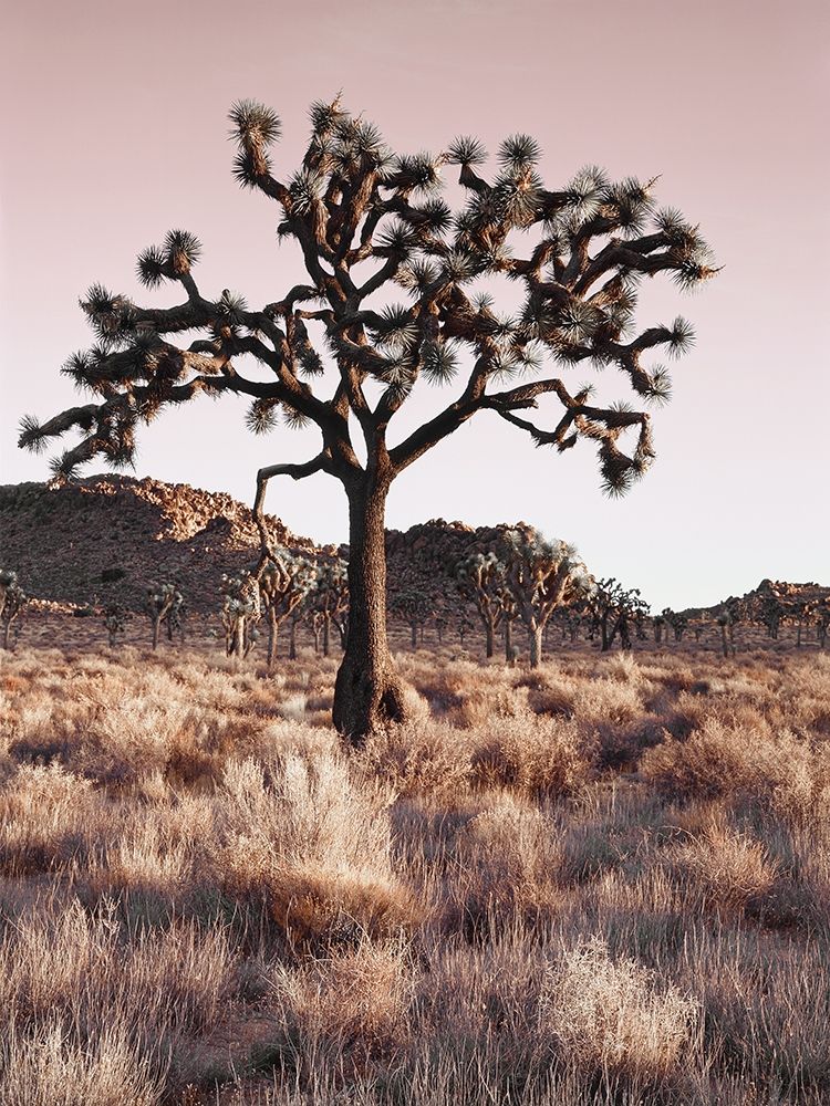 Wall Art Painting id:219065, Name: Joshua Tree, Artist: Delimont, Danita