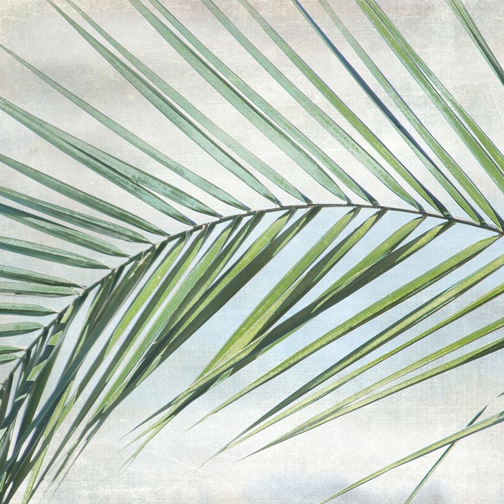 Wall Art Painting id:219721, Name: Palm View I, Artist: Weisz, Irene