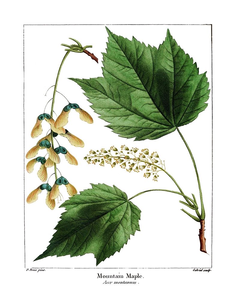 Wall Art Painting id:221611, Name: Mountain Maple, Artist: Donovan, Kelly