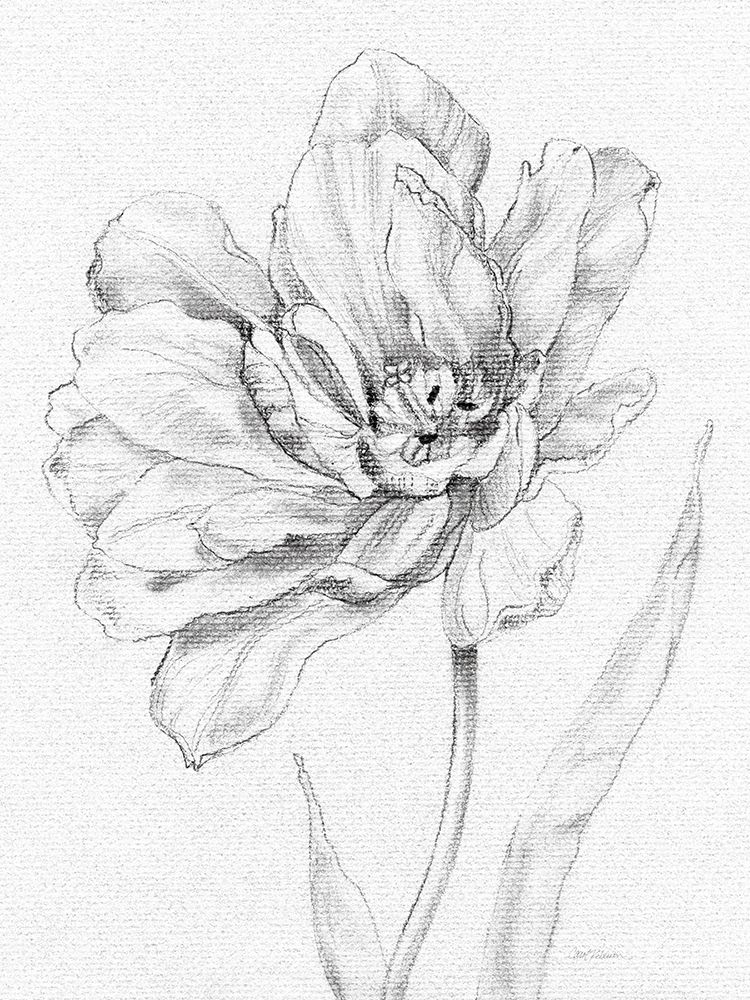 Wall art: Tulip Sketch, by Robinson, Carol