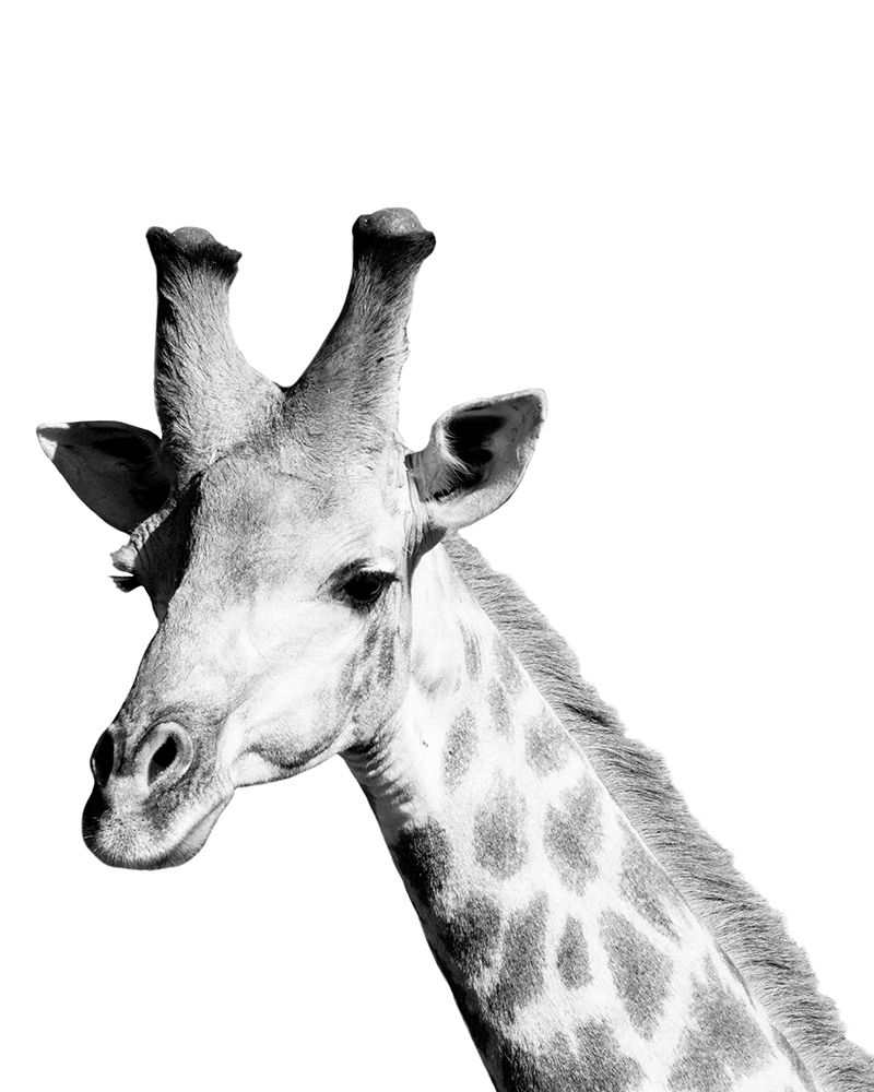 Art Print: Safari Giraffe