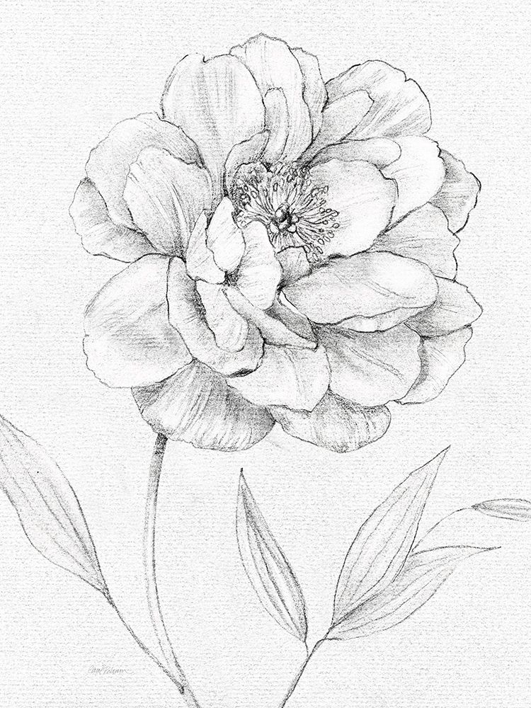 Wall art: Peony Sketch, by Robinson, Carol