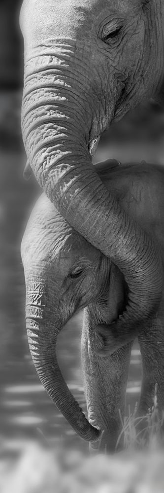 Wall art: Morning Moment, by Westmorland, Michele