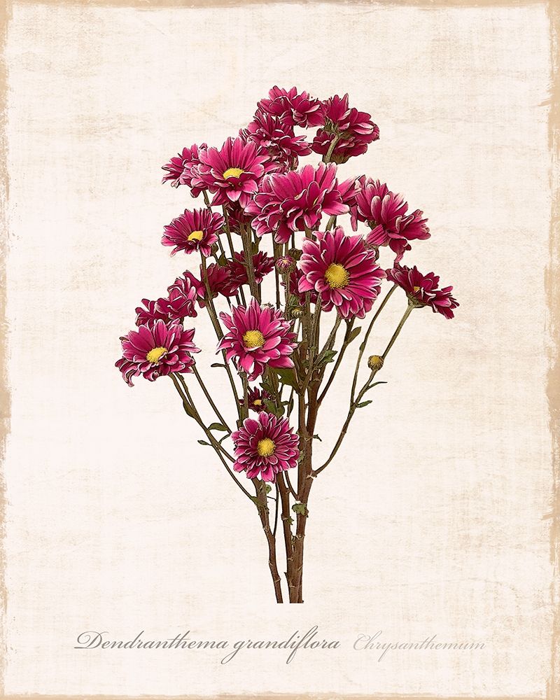 Wall Art Painting id:261805, Name: Sketchbook Chrysanthemum, Artist: Carpentieri, Natalie