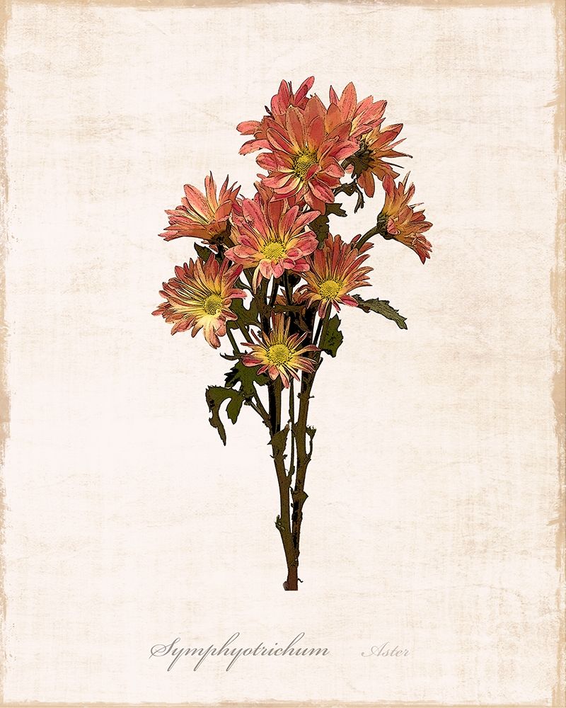 Wall Art Painting id:261806, Name: Sketchbook Aster, Artist: Carpentieri, Natalie