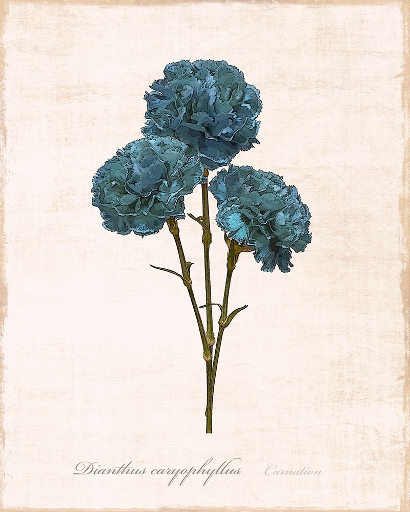 Wall Art Painting id:261807, Name: Sketchbook Carnation, Artist: Carpentieri, Natalie