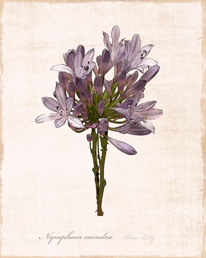 Wall Art Painting id:261808, Name: Sketchbook Lily, Artist: Carpentieri, Natalie