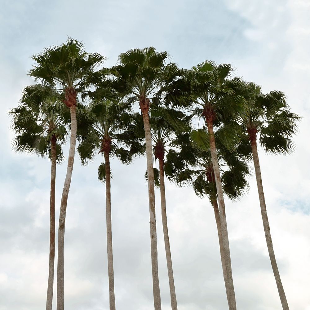 Wall Art Painting id:264578, Name: Surfs Up, Artist: Carpentieri, Natalie