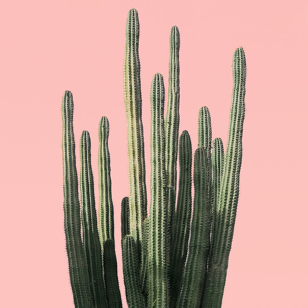 Wall Art Painting id:276144, Name: Island Succulent, Artist: Carpentieri, Natalie