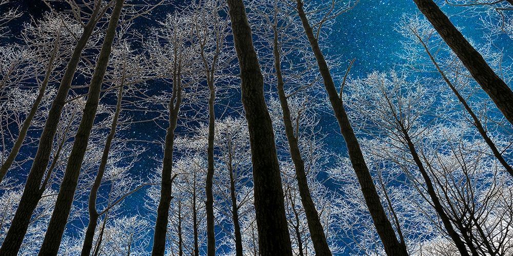 Wall Art Painting id:307340, Name: Night Silhouette, Artist: Jill, Susan