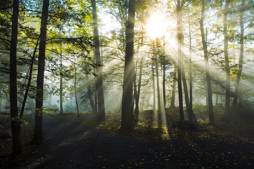 Wall art: Light and Trees, by Foulke, Doug
