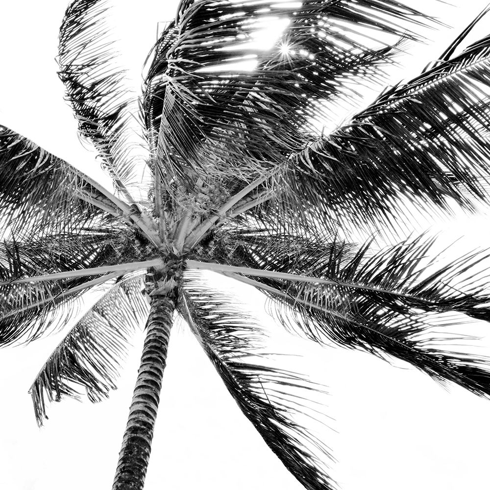 Wall Art Painting id:343166, Name: Tropic Breeze, Artist: Carpentieri, Natalie