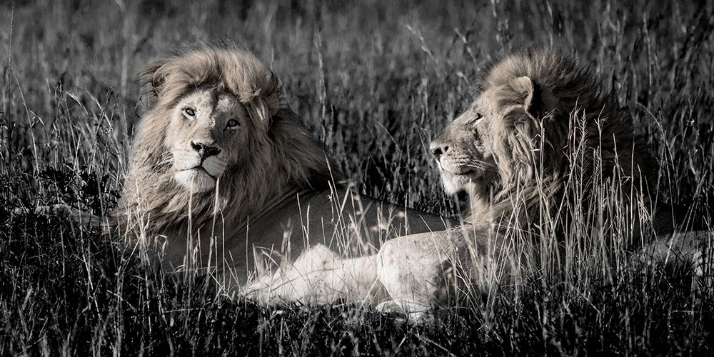 Art Print: Mara Lions