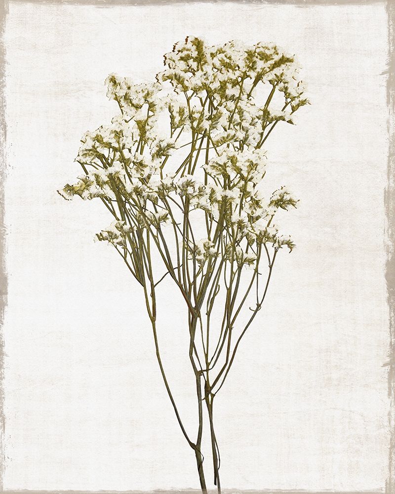 Wall Art Painting id:391877, Name: Farmhouse Pressed Flower II, Artist: Carpentieri, Natalie