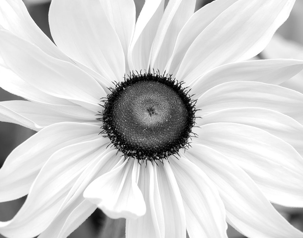 Art Print: Blooming Sunshine