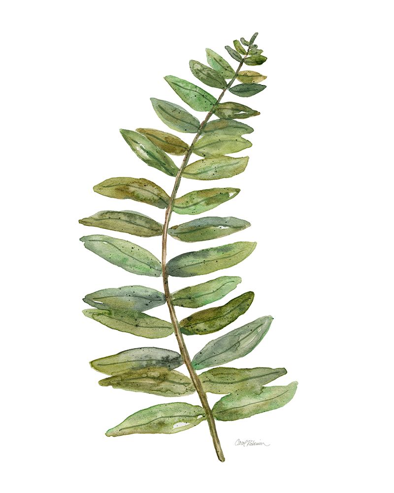 Wall Art Painting id:731439, Name: Botanical Fern I, Artist: Robinson, Carol
