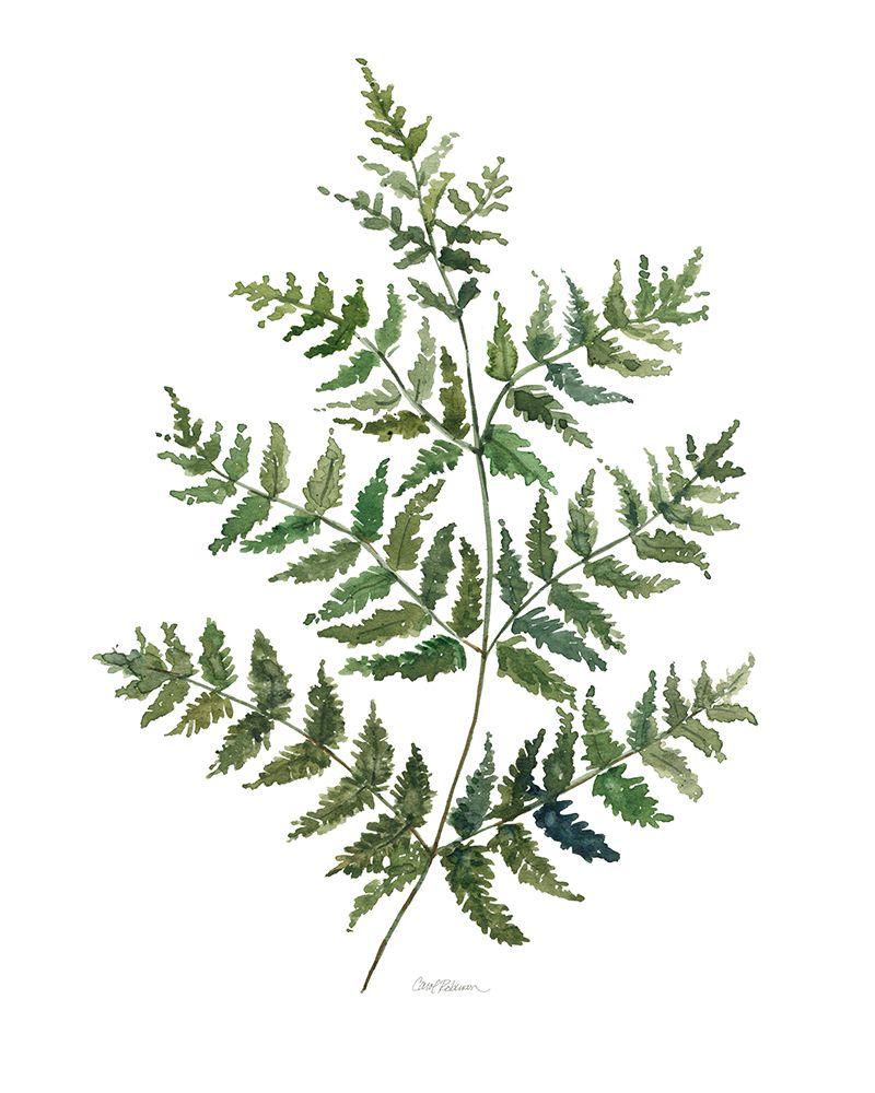 Wall Art Painting id:731440, Name: Botanical Fern II, Artist: Robinson, Carol