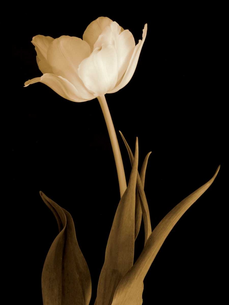 Wall Art Painting id:12017, Name: Splendid Beauty, Artist: Britt, Charles