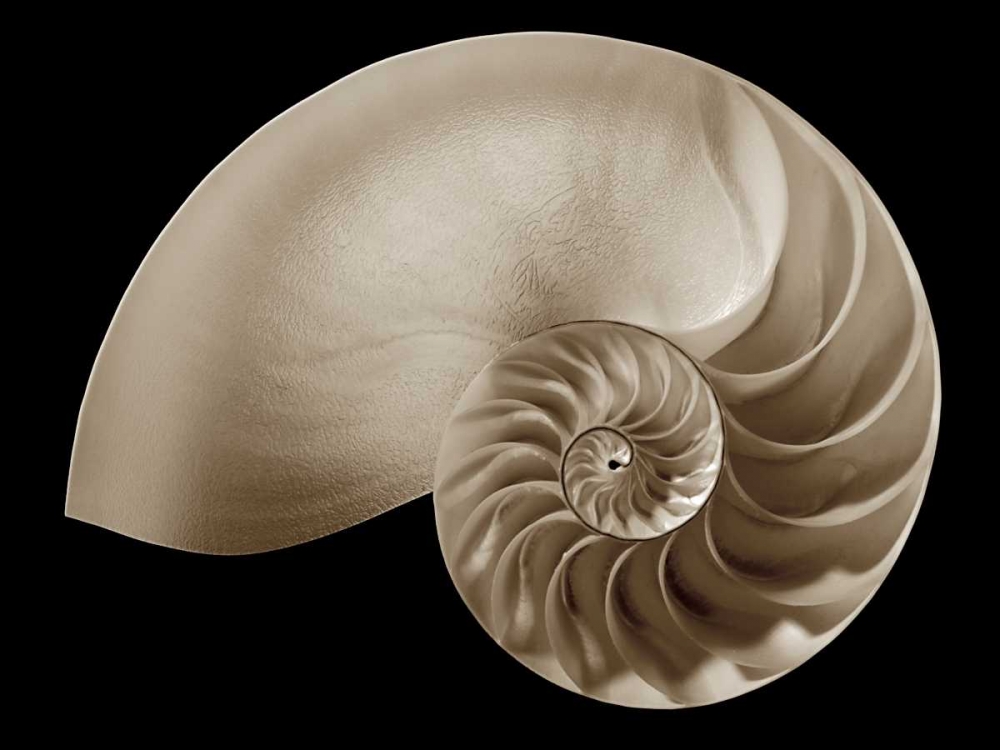 Wall art: Ocean Keepsake II, by Britt, Charles