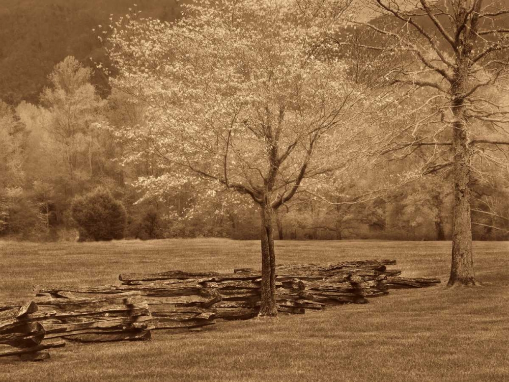Art Print: Smokies Fence