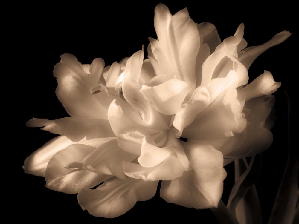 Wall Art Painting id:12520, Name: Double Dappled I, Artist: Britt, Charles