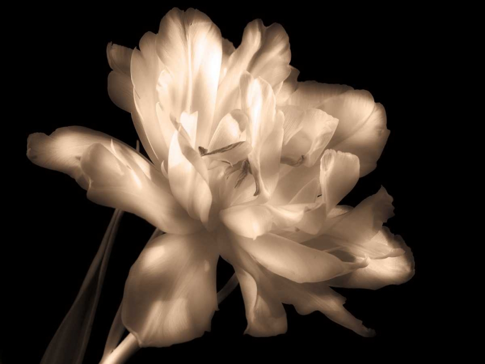 Wall Art Painting id:12521, Name: Double Dappled II, Artist: Britt, Charles