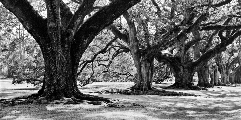 Art Print: Majestic Oaks I
