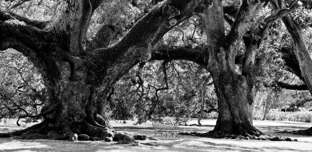 Art Print: Majestic Oaks II