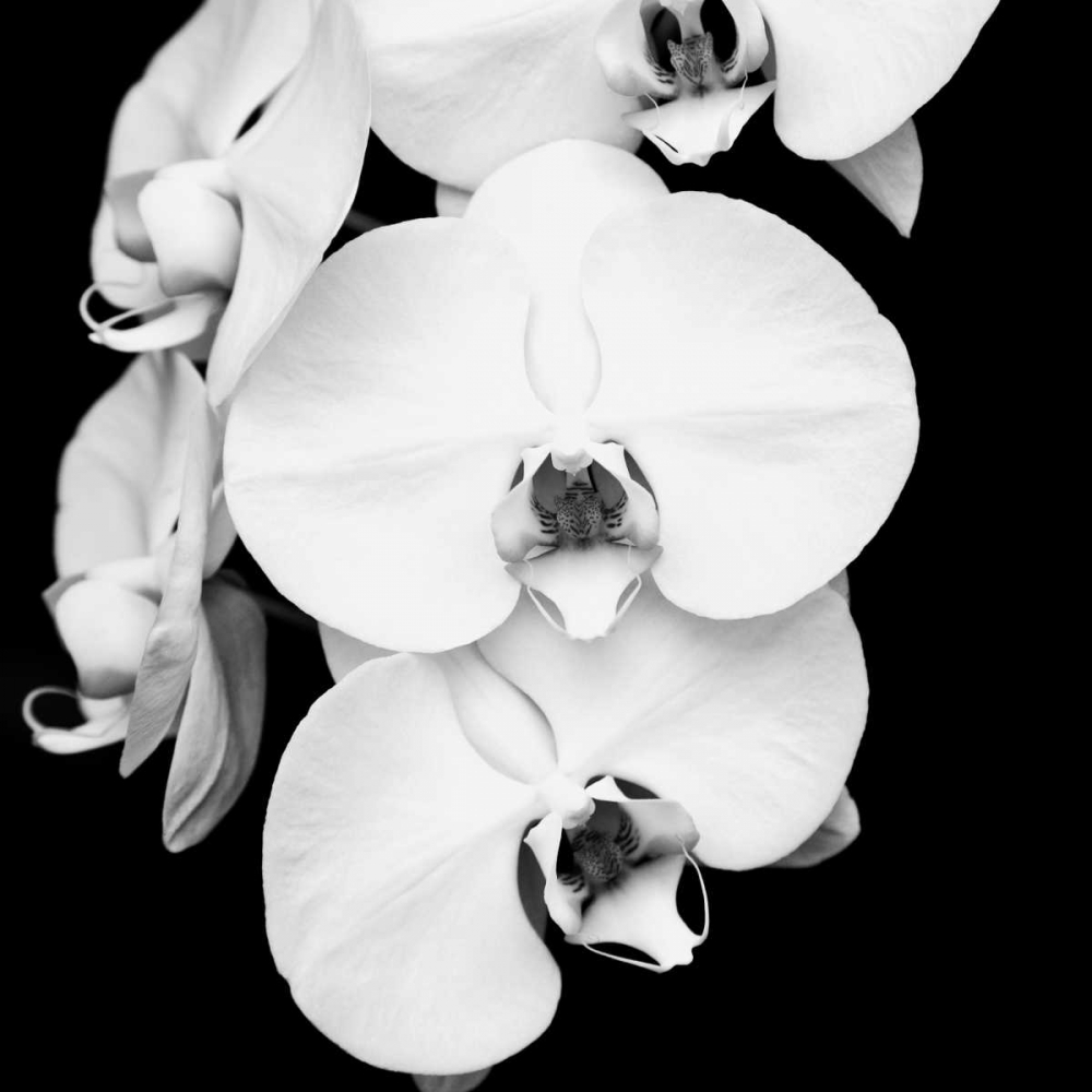 Art Print: Orchid Portrait I