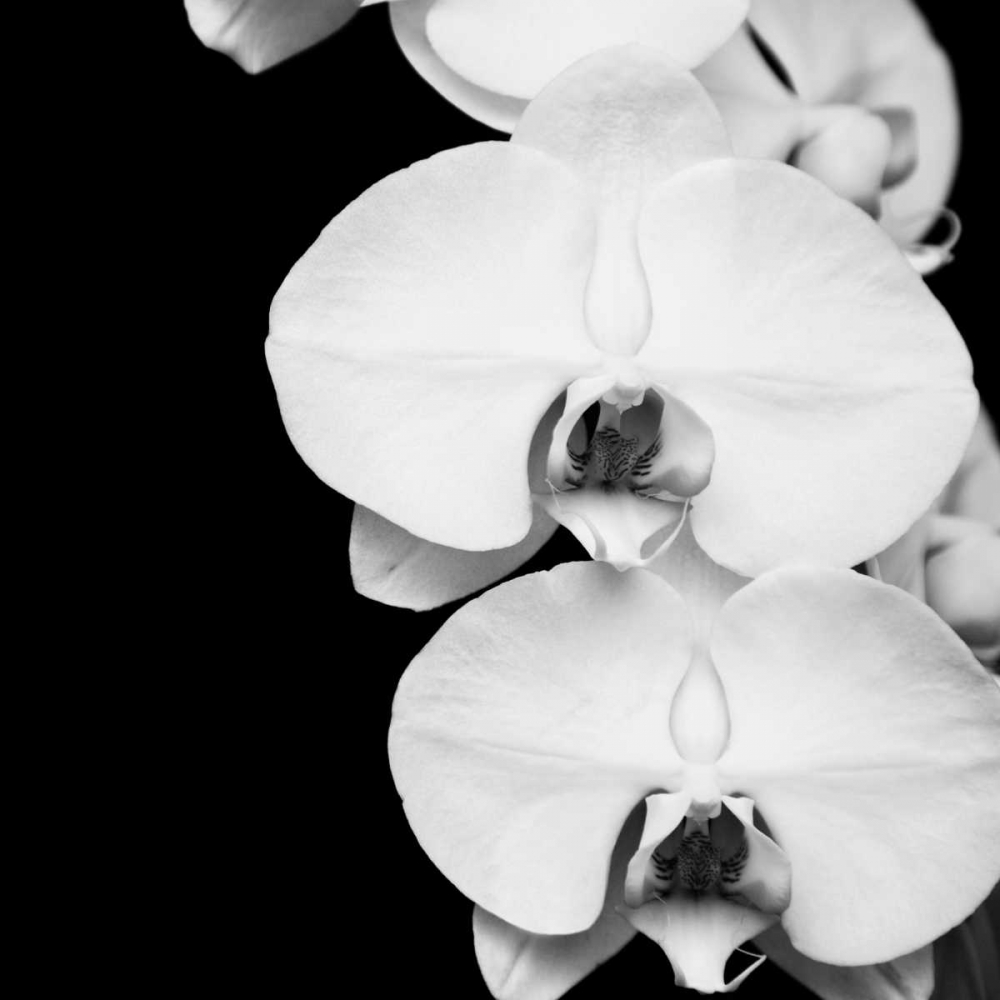 Wall art: Orchid Portrait II, by Maihara, Jeff