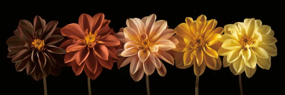 Wall Art Painting id:12545, Name: Floral Salute, Artist: Frank, Assaf