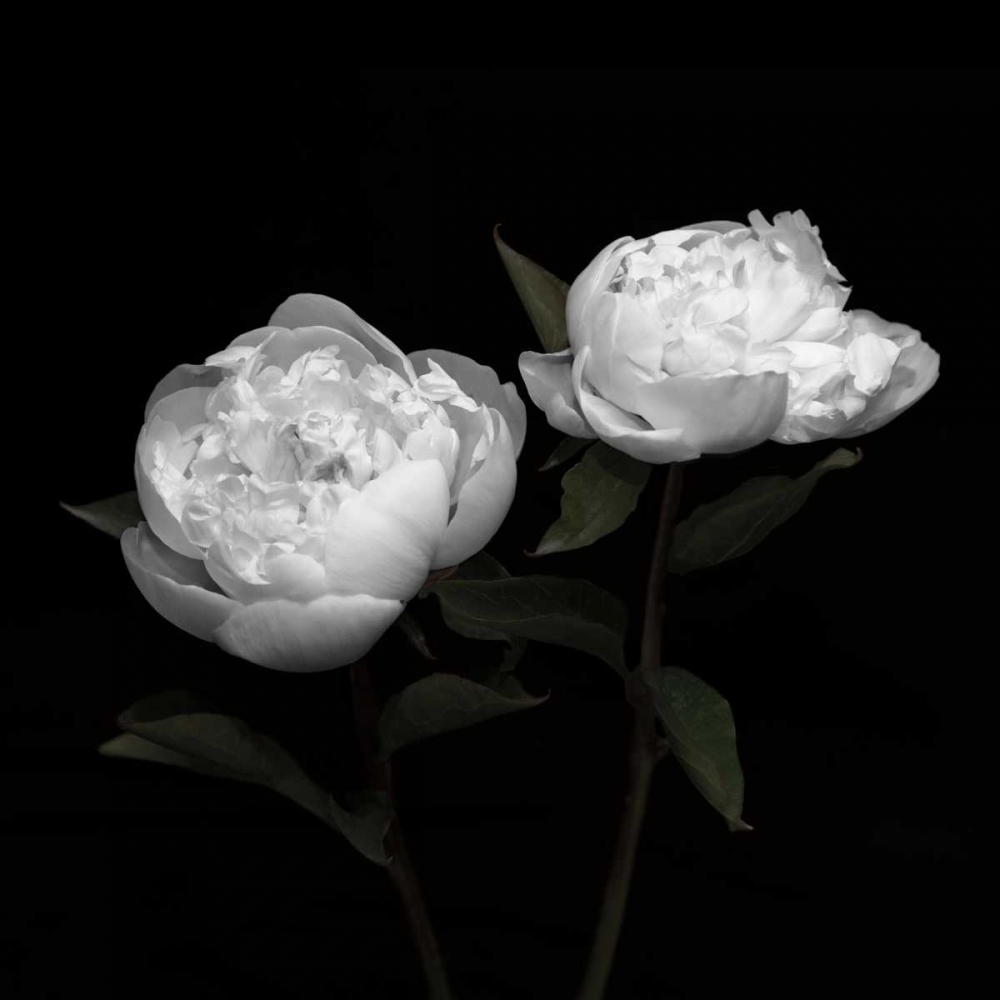 Art Print: Peony Perfection I