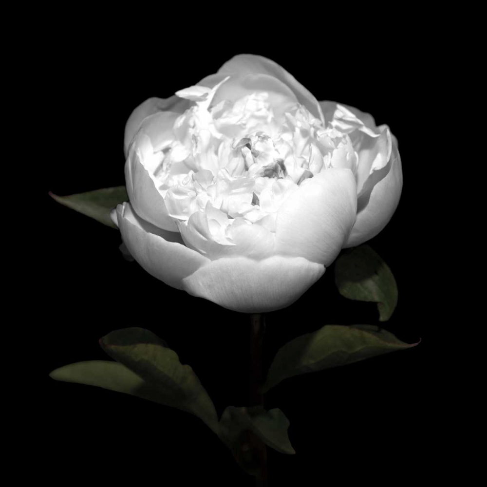 Art Print: Peony Perfection II