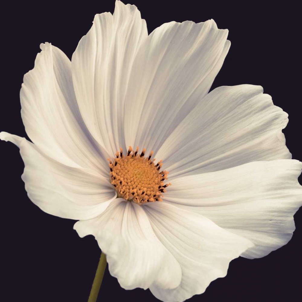 Wall Art Painting id:36125, Name: Cosmos I, Artist: Frank, Assaf