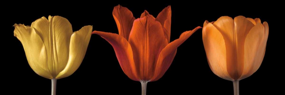 Wall Art Painting id:36153, Name: Sunshine Stance, Artist: Frank, Assaf