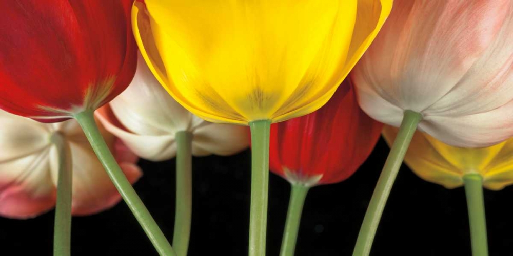 Wall Art Painting id:36221, Name: Sunshine Tulips, Artist: Frank, Assaf