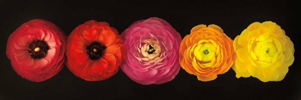 Wall Art Painting id:36297, Name: Ranunculus, Artist: Frank, Assaf
