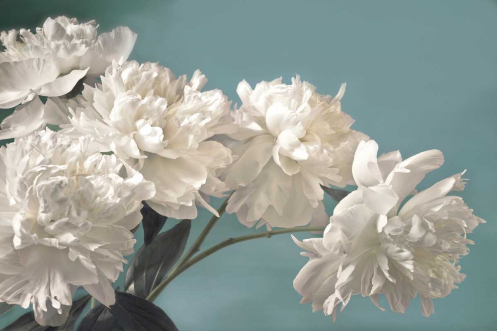 Wall Art Painting id:36335, Name: Snow White, Artist: Frank, Assaf