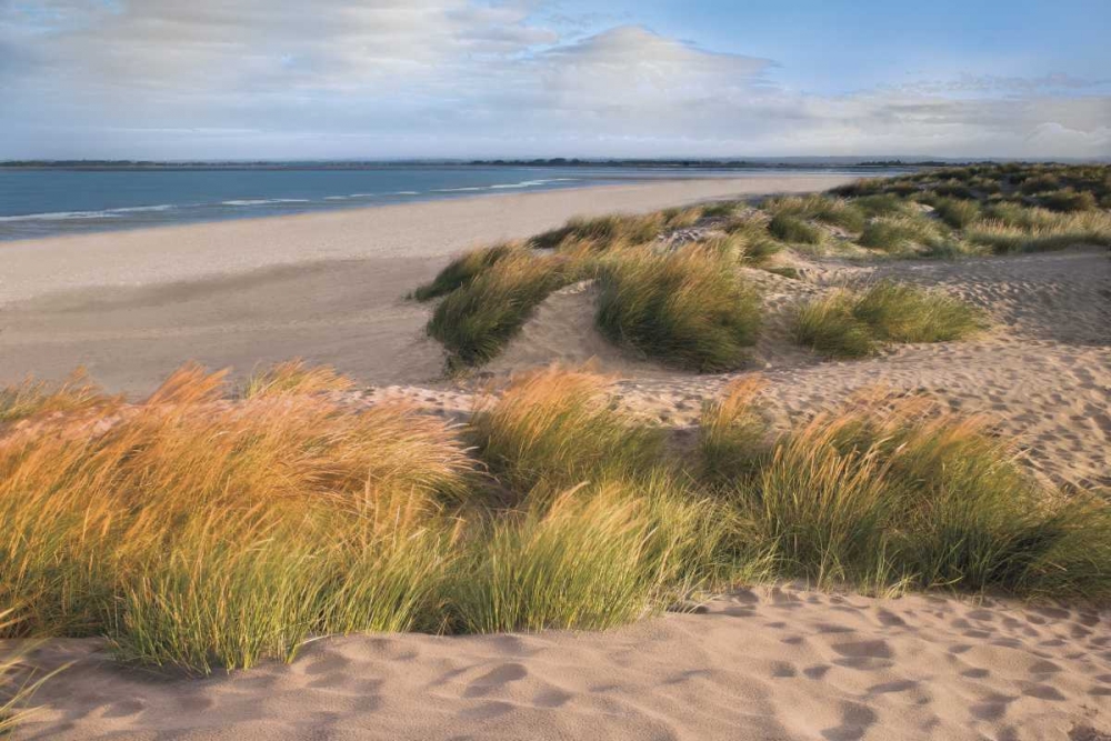 Wall Art Painting id:36358, Name: Sandy Shores, Artist: Frank, Assaf