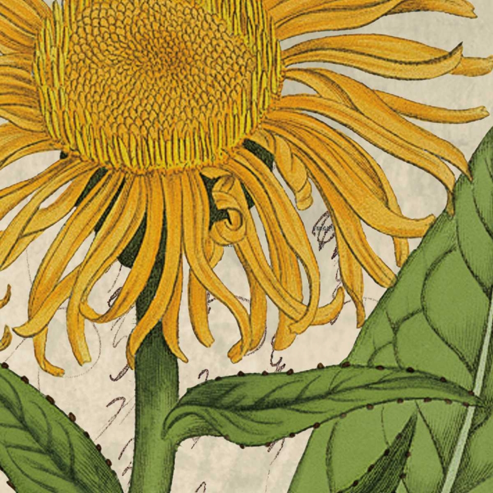 Wall Art Painting id:36383, Name: Joyful Bloom I, Artist: Berg, Sabine